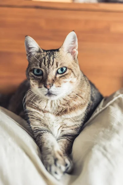 Gato tabby engraçado — Fotografia de Stock