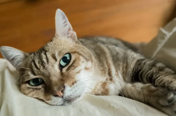 재미 있는 줄무늬 고양이 — 스톡 사진