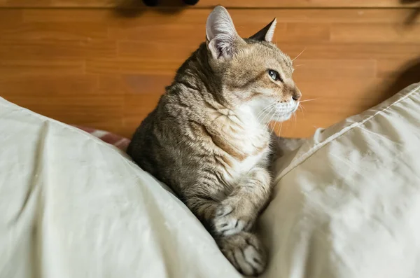 Gato tabby engraçado — Fotografia de Stock