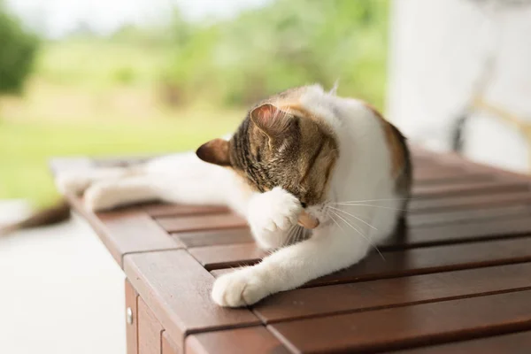 Kot swędzenie i umyć — Zdjęcie stockowe