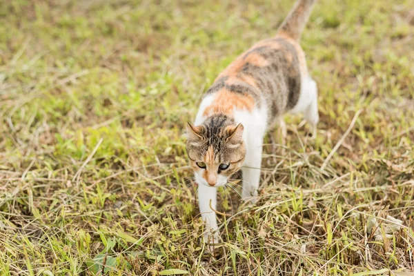 Gatinho na pastagem — Fotografia de Stock