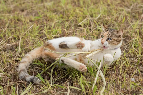 Cat spela en gräs-pinne — Stockfoto