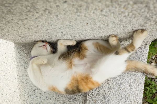 Смешной сон кошки — стоковое фото