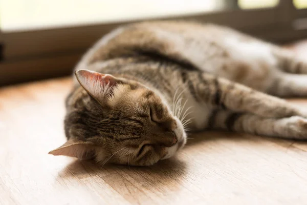 Katze schläft auf Tisch — Stockfoto