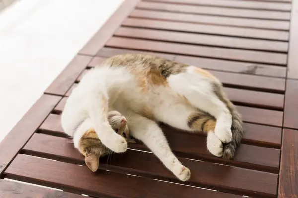 Niedliche Katze schläft — Stockfoto