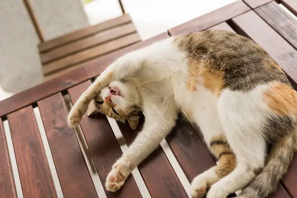 귀여운 고양이자는 모습 — 스톡 사진