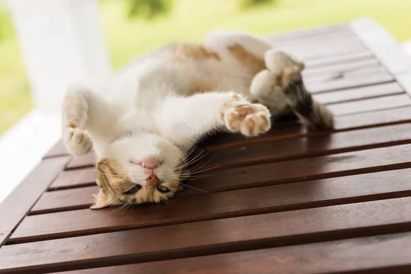 Schattig kat slapen — Stockfoto