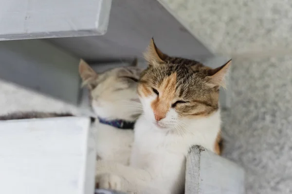 Gato lamber sua família — Fotografia de Stock