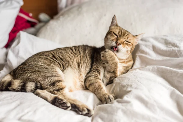 Gato lavar y permanecer en una cama — Foto de Stock