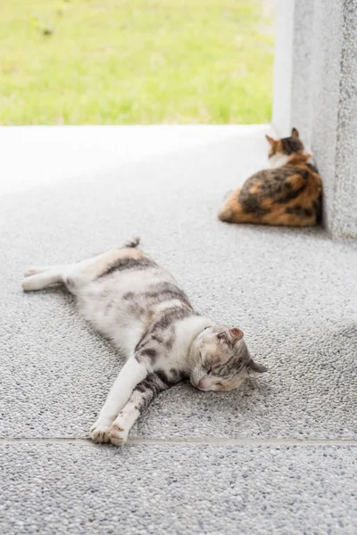 Gato dormindo com sua filha — Fotografia de Stock