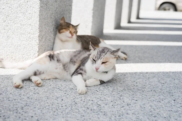 Gato durmiendo con su hija — Foto de Stock