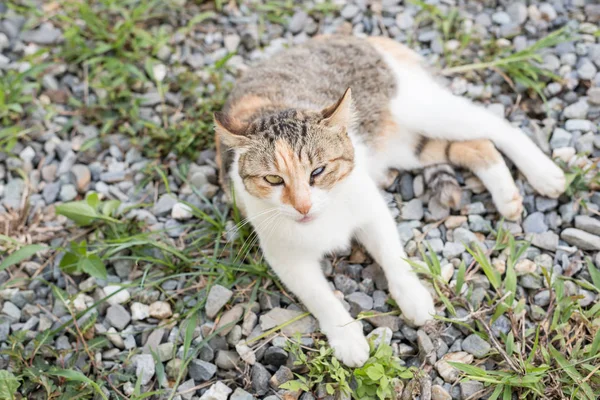 猫の時計はあなたに — ストック写真