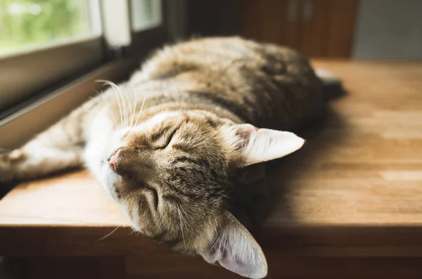 Lat katt som sover — Stockfoto