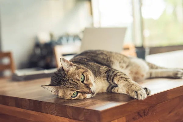 Gato dormindo na mesa — Fotografia de Stock