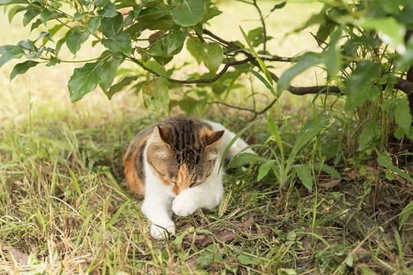 Kedi uyku ağacının altında — Stok fotoğraf