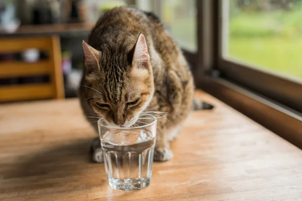 Katten dricka vatten — Stockfoto