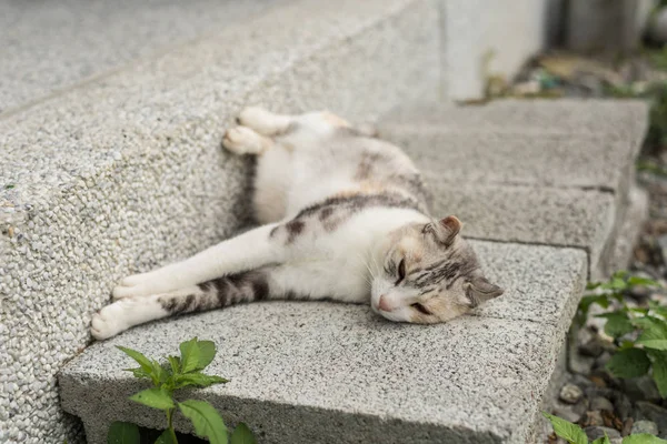 Macska szundikál és az alvás — Stock Fotó