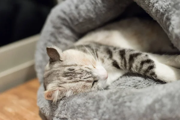 Katze schläft im Nest — Stockfoto