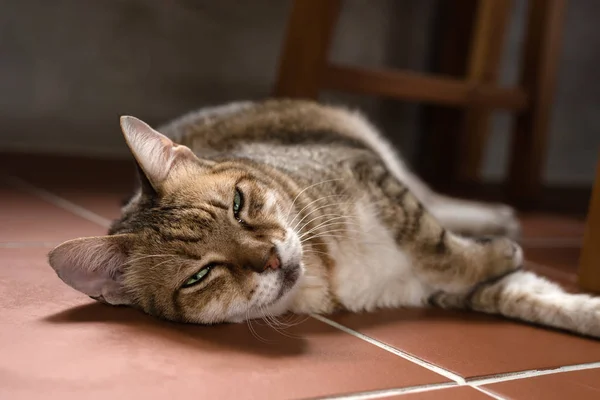 Gato durmiendo en el suelo — Foto de Stock