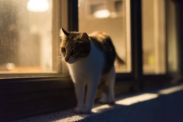 Passeggiata del gatto di notte — Foto Stock