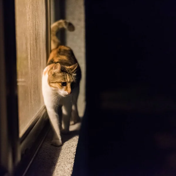 Passeggiata del gatto di notte — Foto Stock