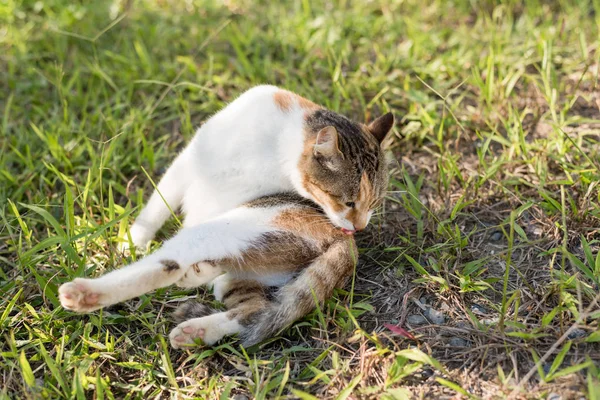 Cat mosás magát — Stock Fotó