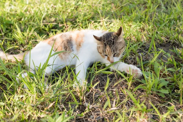 猫は自分自身を洗浄します。 — ストック写真