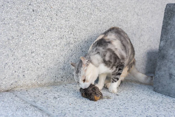 Captura y caza de gatos — Foto de Stock