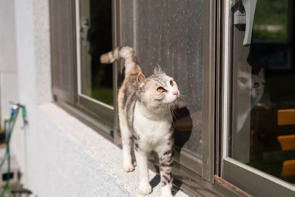 Gatto stand vicino alla finestra — Foto Stock