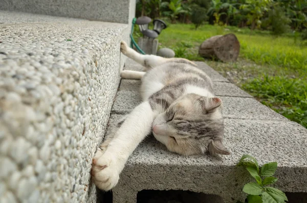Šedá kočka spánek — Stock fotografie