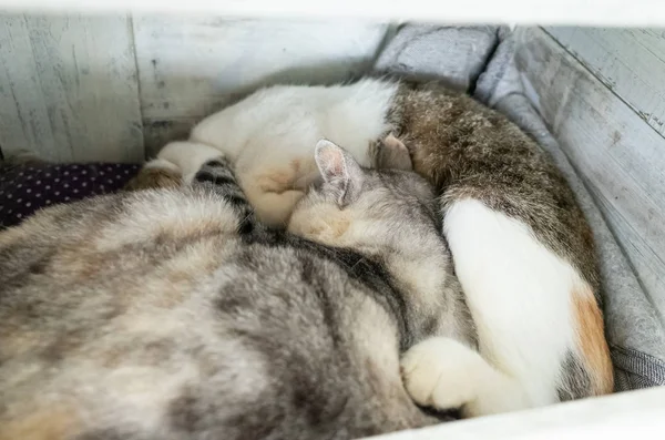 Gato dormir com sua filha — Fotografia de Stock