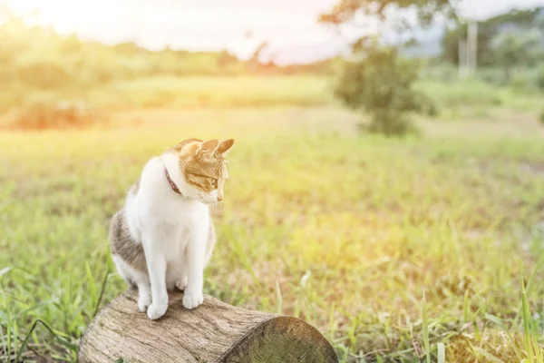 Katze auf dem Holz — Stockfoto