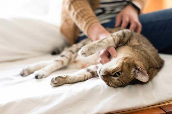 Mujer toque grasa tabby gato en la cama — Foto de Stock