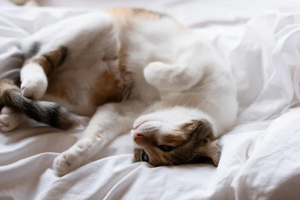 Chat jaune dormir sur le lit dans une pose étrange — Photo
