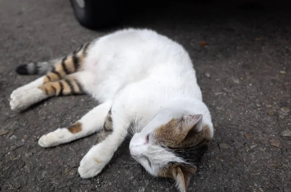 Бродячий кот лежит на улице — стоковое фото