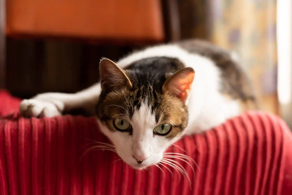 Gato curioso sentar em uma cadeira — Fotografia de Stock