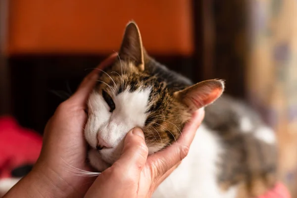 Touch och stroke en katt hemma — Stockfoto