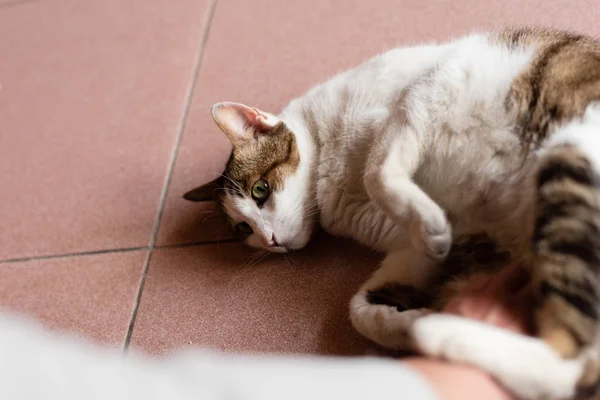 touch and stroke a cat at home