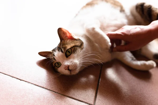 Торкнутися і погладити кішку вдома — стокове фото