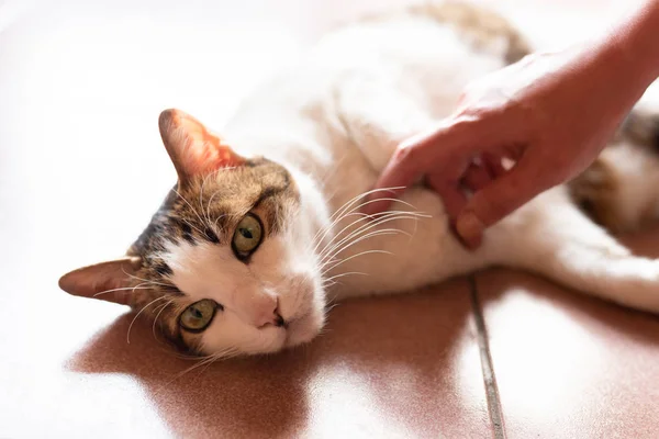 Tocar y acariciar a un gato en casa —  Fotos de Stock