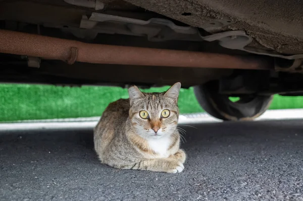 Bezpańskich Tabby kot ukryć pod samochodem — Zdjęcie stockowe