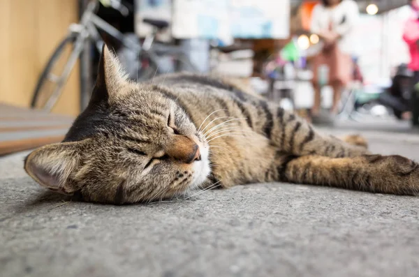 Cute fat tabby cat lying on the ground — Stock Photo, Image