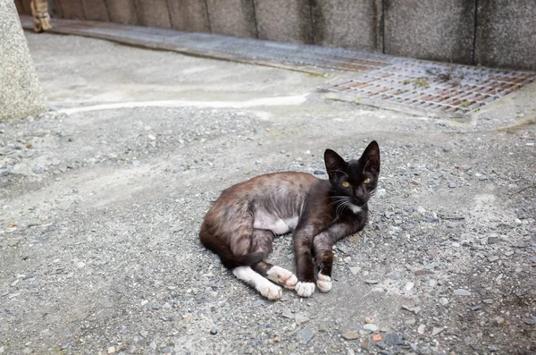 Черный бродячий кот лежит на земле — стоковое фото