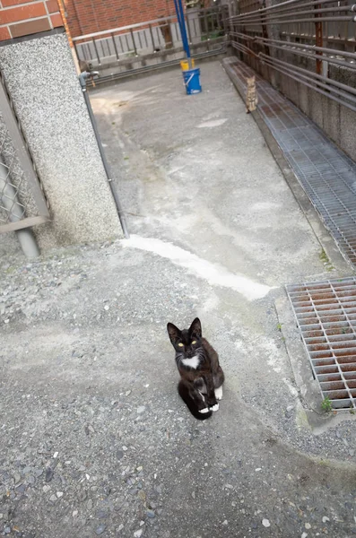 Zwarte zwerf kat liggend op de grond — Stockfoto