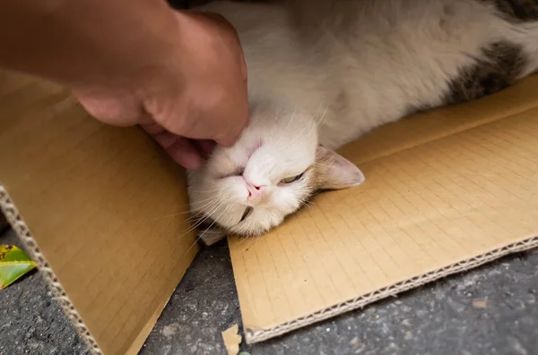 Tocar grasa gato callejero jugar y dormir en una caja — Foto de Stock