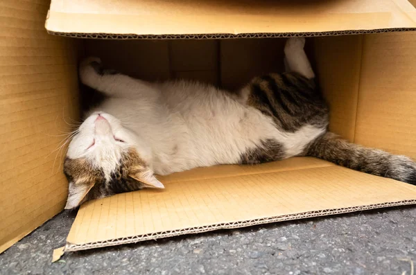fat stray cat play and sleep in a box