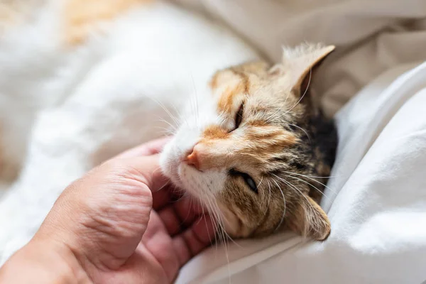 Toccando il piccolo gatto tartaruga — Foto Stock