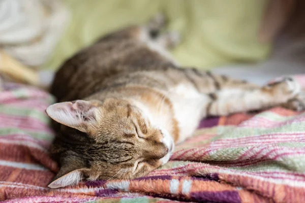 Grasa tabby gato dormir en la cama — Foto de Stock