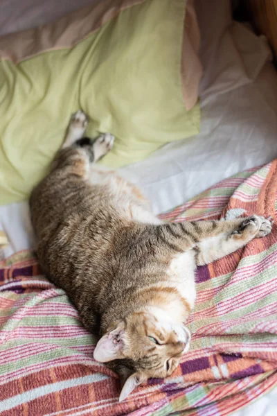 침대에 뚱뚱한 태비 고양이 수면 — 스톡 사진