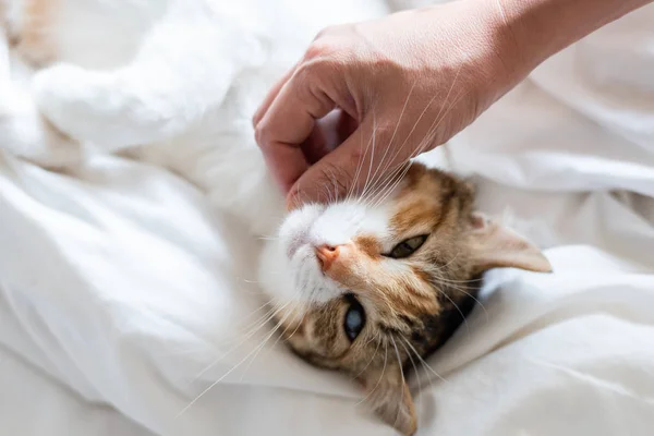 Tocando pequeño gato de la tortuga — Foto de Stock